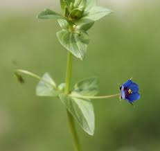 Image result for Anagallis pumila