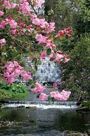 Himalayan Garden Rhododendron Plant Beautiful Gardens Flower Garden