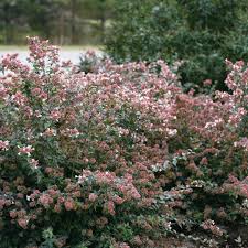 We did not find results for: Plant Finder Spring Meadow Nursery
