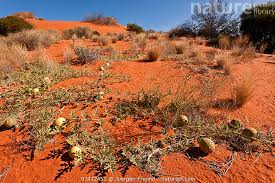 Image result for Cucumis myriocarpus