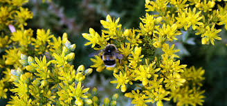 The categorisation of the flowers by colour is a bit 'rough and ready', but it should help. English Trees Identification Shefalitayal