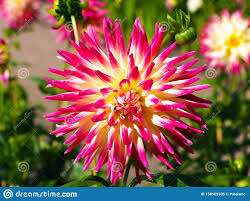 Gently hosing down plants regularly can help prevent insect infestation, but insecticidal soap can also be applied if insect pests such as aphids, caterpillars, or leafhoppers. Closeup Of A Multicolored Spiky Pink Yellow And White Cactus Dahlia Photo About Multicolor Dahlias Bright Garden Dahliagarden Decora Dahlia Pink Flowers