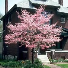 Flowering dogwood trees can be easily grown from seed, however 99.9999% of the seedlings that sprout will be cornus florida, which is white flowering dogwood. Pink Kousa Dogwood In 2021 Dogwood Trees Pink Dogwood Tree Landscaping Trees