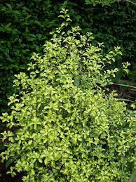 Check spelling or type a new query. Pittosporum Tenuifolium Moonlight Pittosporum Tenuifolium Outside Plants Native Plant Gardening