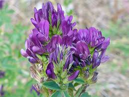 Image result for Medicago sativa
