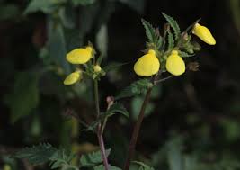 Image result for Calceolaria tripartita