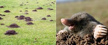 Comment chasser les taupes de votre jardin et espaces verts ? Chasser Les Taupes Hors Du Jardin Possibilites Alternatives Pour Chasser Les Taupes