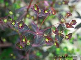 Succulent species euphorbia ingens cv 'chocolate drop' a cactus like tree similar in growth form to the species euphorbia ingens, but this is a cultivar known as 'chocolate drop'. Euphorbia Chocolate Drop Euphorbia Dark Visions Perennials
