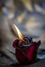 Wallpaper bunga ros 51 wallpapers. Wallpaper Bunga Mawar Merah Terbakar Hd Unduh Gratis Wallpaperbetter