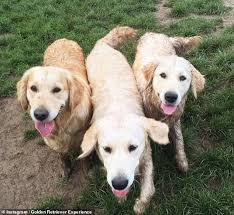 Maybe you would like to learn more about one of these? The Golden Retriever Experience Allows Dog Lovers To Cuddle Up To Countless Dogs Daily Mail Online