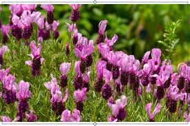 12 Types Of Lavender Growing Info Proflowers Blog Lavender Plant Care Lavender Plant Growing Lavender Indoors