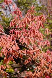 Image result for Aeollanthus neglectus