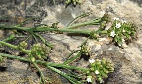 Image result for Thesium breyeri