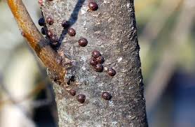 Bark teas the bark of trees and other plants are scarcely used in teas today, though they are surprisingly beneficial. Crab Apple Tree With Multiple Issues Ooze Lumps Soot Bark Help Apples Forum At Permies