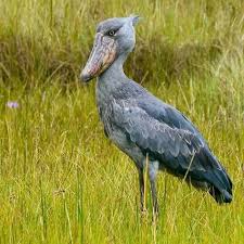 Yabani Kus Wilde Vogel Wild