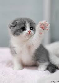 صور قطط صغيرة أجمل القطط الصغيرة صور في غاية الجمال 2018 cutest kittens ever cute baby cats cute cats