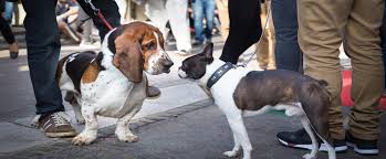 This is the ultimate evansville, indiana collection of pins on pinterest. Warrick Humane Society No Kill Shelter Newburgh In