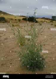 Image result for Sesbania pachycarpa