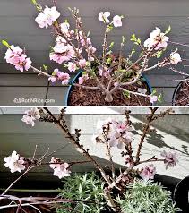 Most average garden soils fall between a ph range of 6.0 to 7.0. How To Grow Miniature Peach Trees In Containers Roti N Rice