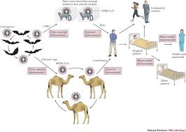 Savesave my librarian is a camel spelling and vocab for later. Sars And Mers Recent Insights Into Emerging Coronaviruses Nature Reviews Microbiology