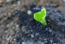 Check spelling or type a new query. How To Grow Herb Gardens From Seed 6 Steps With Pictures