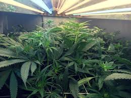 Check spelling or type a new query. Using T5 Grow Lights For Cannabis Cultivation Grow Weed Easy