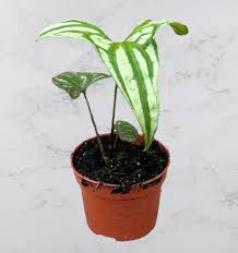 Image result for Cercestis