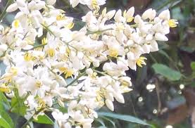 花の季語 130 の 一覧 とその俳句 ジャパノート 日本の文化と伝統を伝えるブログ
