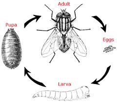 Life Cycle Of A Housefly Lesson For Kids Study Com
