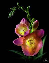 Pin On Flowers