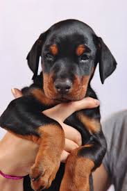Doberman Dobermanpinscher Dog Dogsofinstagram Dogs Dobie Dobermansofinstagram Dobermanpride Doberma In 2020 Doberman Puppy Doberman Pinscher Dog Doberman Dogs