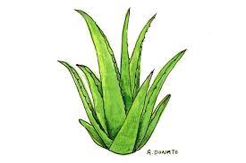 Defined as aloe vera leaf juice. Aloe Vera Memorial Sloan Kettering Cancer Center