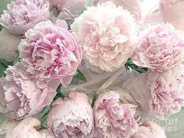 Although peonies are excellent cut flowers for bouquets, weddings, table centerpieces, and large floral arrangements, they are also a reliable ornamental plant for spring and summer gardens. Romantic Shabby Chic Pastel Pink Peonies Bouquet Romantic Pink Peony Flower Prints Photograph By Kathy Fornal