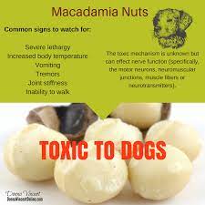 Macadamia Nuts Can Be Toxic To Your Dogs If Your Dog Ingests Macadamia Nuts And You Notice Symptoms Call Animal Stiff Joints Neuromuscular Neurotransmitters