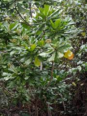 Image result for Anthocleista vogelii