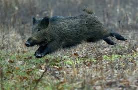 Le Sanglier C Est Beau Mais Surtout C Est Bon Wild Boar Animated Animals Wild Pig