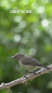 Look At The Birds Of The Air Verse Look At The Birds Of The Air For They Neither Sow Nor Reap Nor Gather Into Barns Yet Your Heavenly Father Fe Video In 2020 Inspirational Scripture Word Of God Matthew 6 26