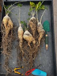 Image result for Pyrenacantha