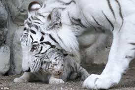 Hello World Rare White Tiger Cubs Make First Appearance At Tokyo Zoo Big Cats Photography White Bengal Cat White Tiger Cubs