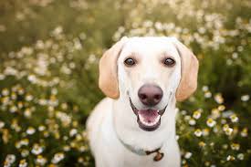 🐾 16 luxury kennels set on an acreage property in new italy, northern nsw. All Suite Dog Boarding In Sewell Nj Fetch Pet Resort