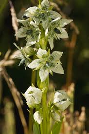 Image result for Swertia