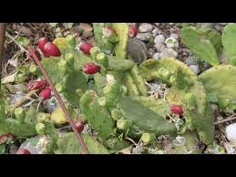 The genus opuntia is host to a number of different species of cold hardy cacti whose edible fruits are collectively known as prickly. Opuntia Humifusa Feigenkaktus Eastern Prickly Pear Youtube