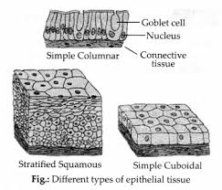After a blood test, the doctor confirmed that he was suffering from dengue. Ncert Exemplar Class 9 Science Chapter 6 Tissues Learn Cbse