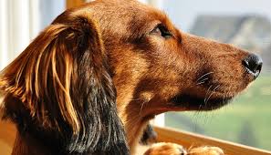 Diarrhea almost guarantees accidents, and things like urinary tract infections, and kidney and bladder stones will also cause housesoiling. Why Is My Dog Suddenly Having Accidents In The House Pet Training And Health Community For Advice For The Care Of Your Pet