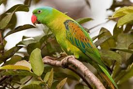Birds Of South Africa Pictures And Names Scientific Names On New Peso Bills Written Incorrectly African Grey Parrot Parrot Parrot Habitat