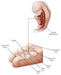 The ultimopharyngeal body or ultimobranchial body or ultimobranchial gland is a small organ found in the the cells that give rise to the parafollicular cells are actually derivatives of the endoderm.2. 2 Developmental And Surgical Anatomy Of The Thyroid Compartment Ento Key