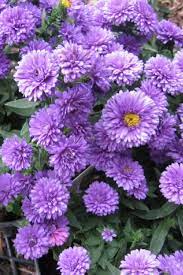 Henry I Purple Fall Aster Plant Purple Flowering Plants Plants Deer Resistant Plants
