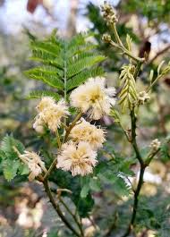Image result for Acacia mearnsii