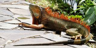 You can create boundaries around your yard or garden using neem oil. Iguana Removal Tips And Tricks To Keep Them Away From Home