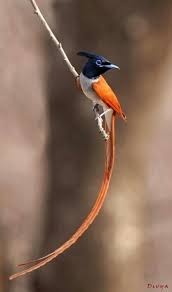Tropical Birds With Long Tail Feathers Long Orange Tail Most Beautiful Birds Colorful Birds Birds
